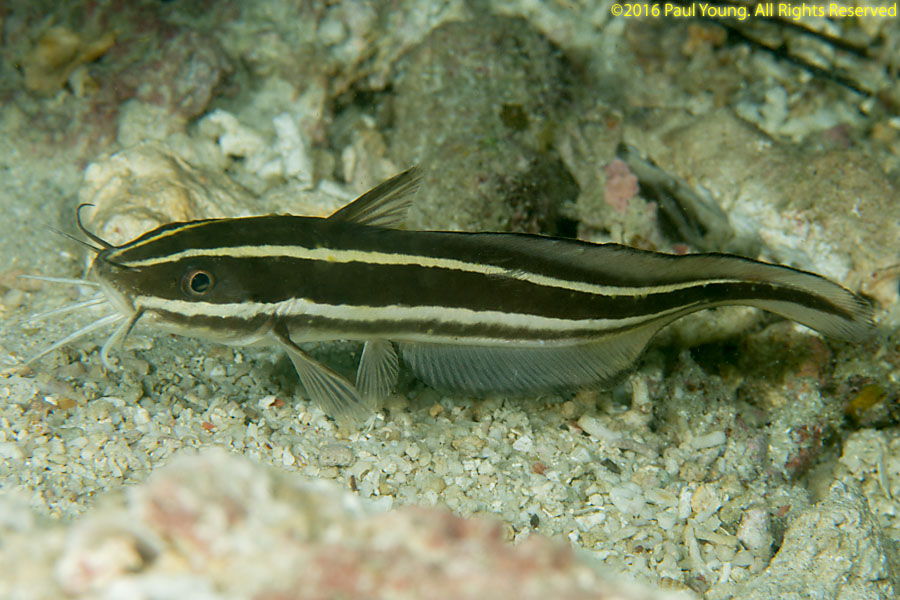 Philippines Photo Gallery